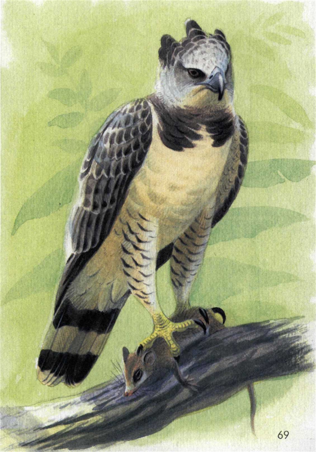 Birds of Prey of the World