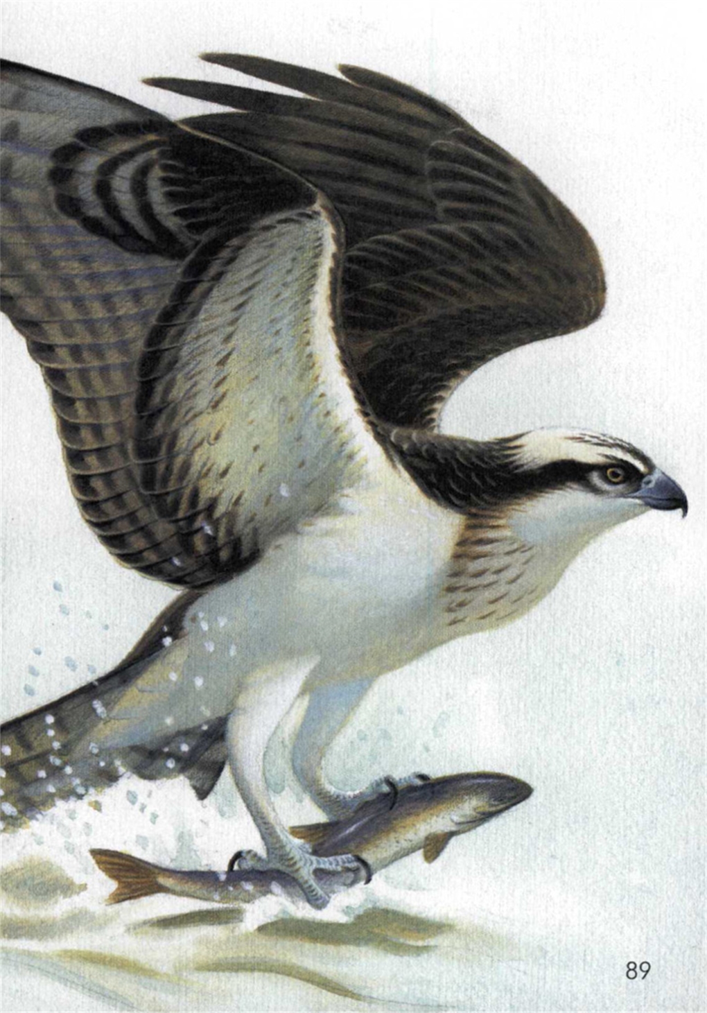 Birds of Prey of the World