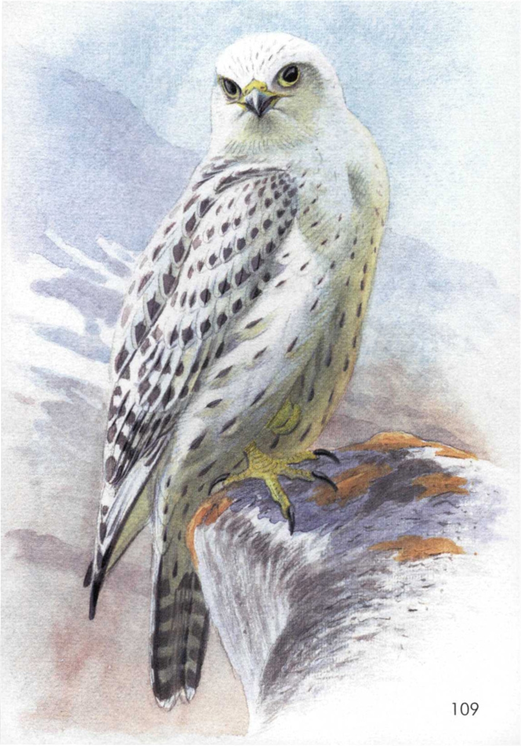 Birds of Prey of the World