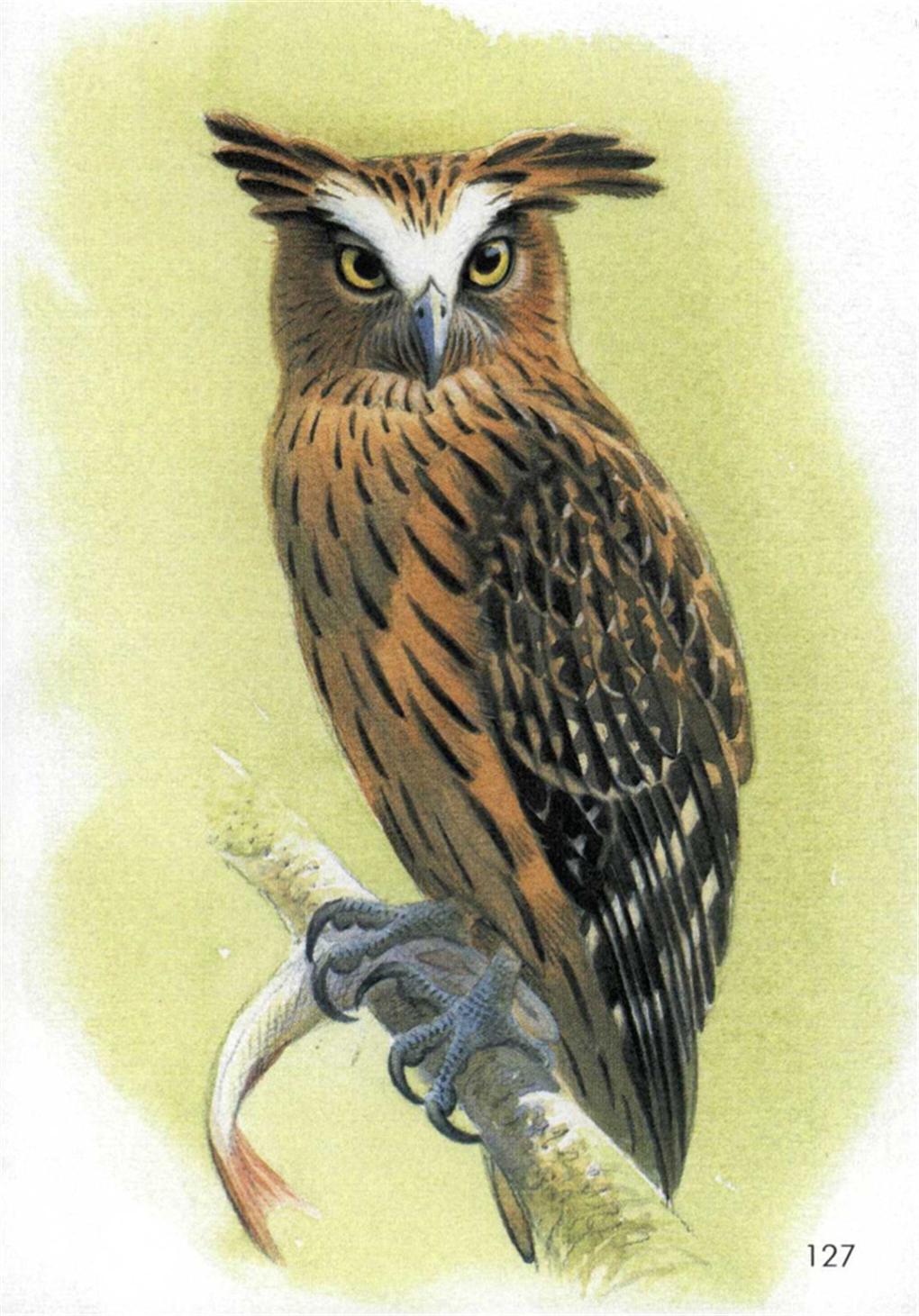 Birds of Prey of the World