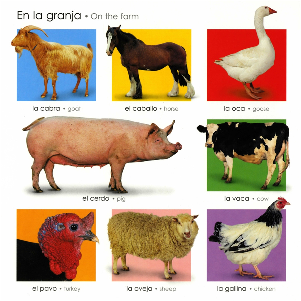 My Little Word Book / Mi libro pequeño de palabras