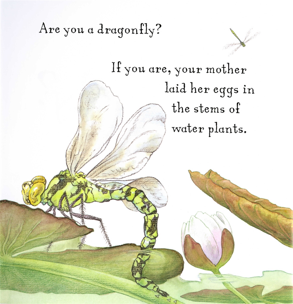 Are You a Dragonfly?