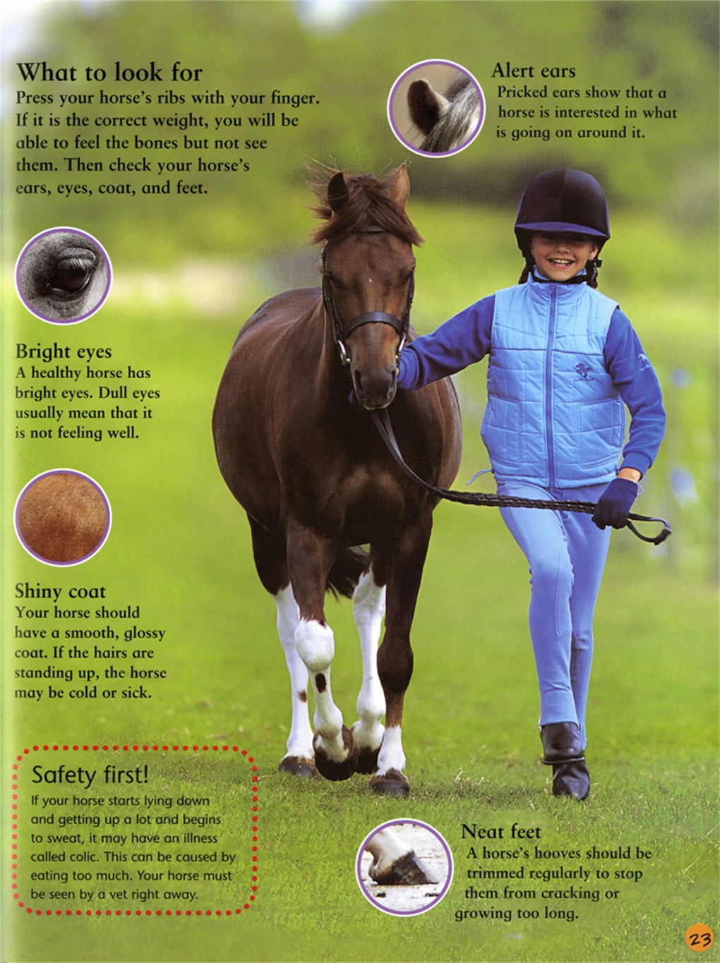 my first horse my first horse