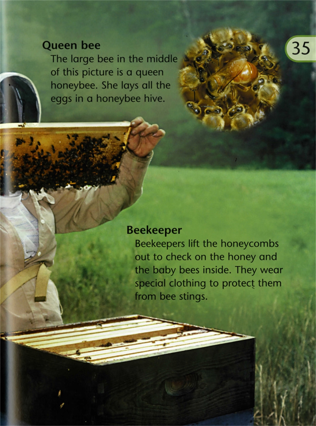 Interior book image for Science Kids Insects