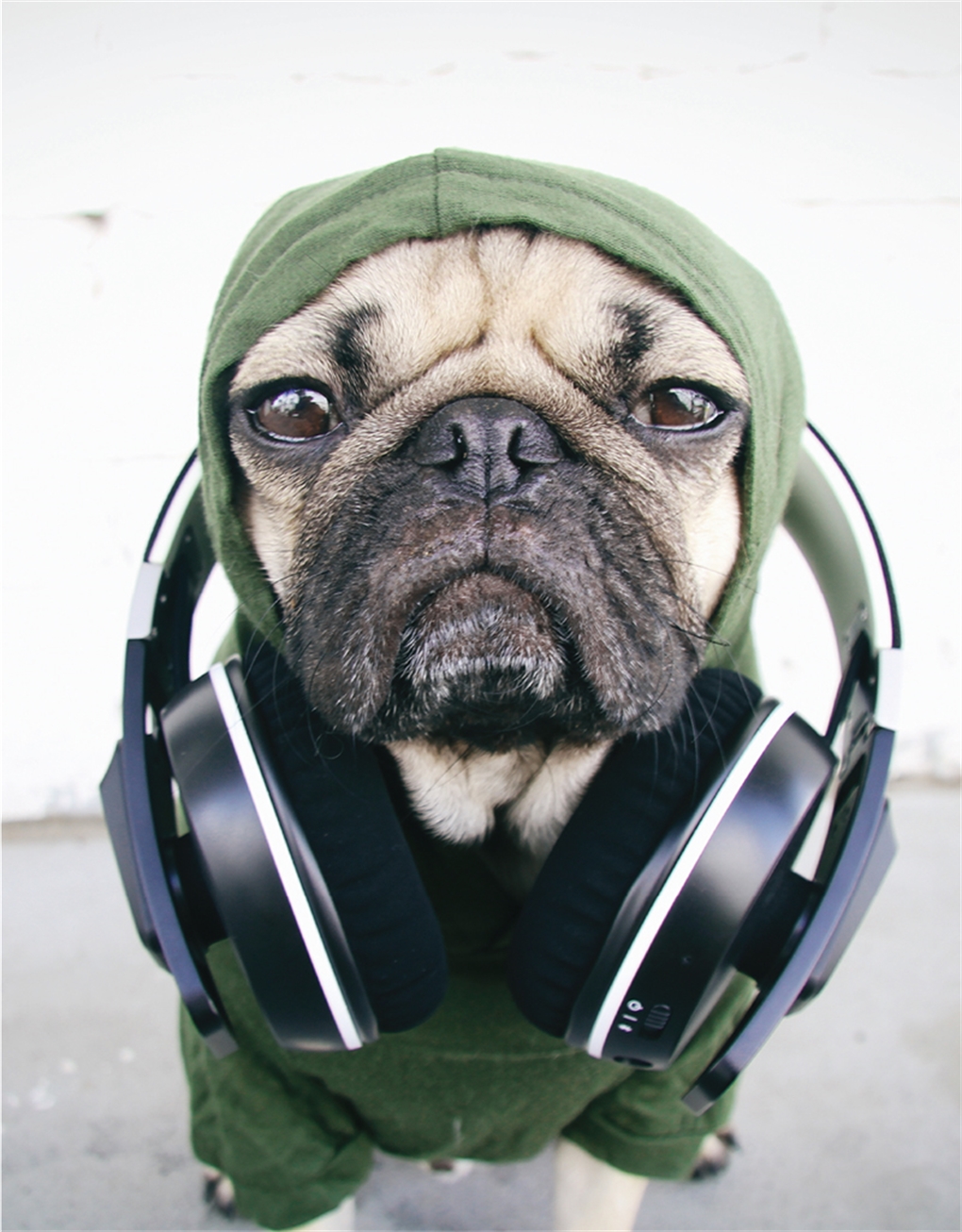 Doug The Pug Doug The Pug