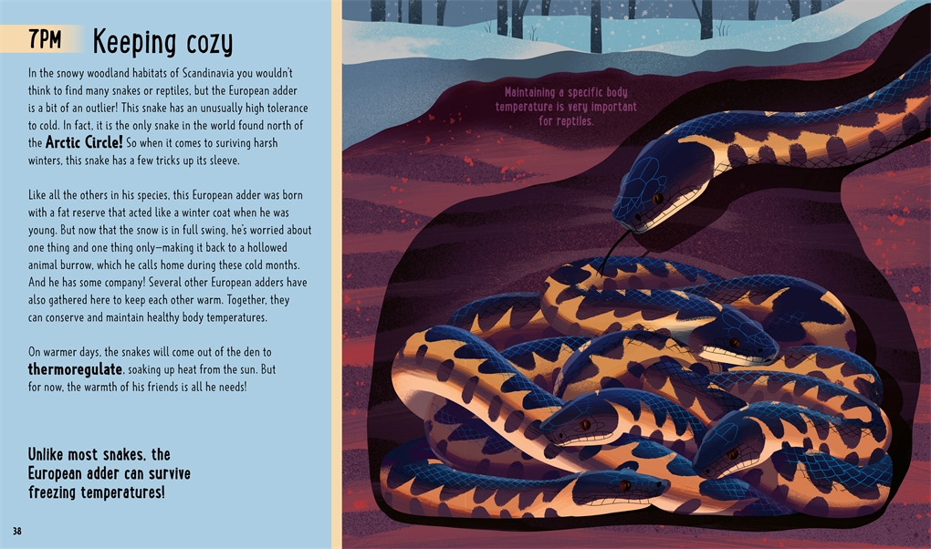 Snakes (A Day in the Life)