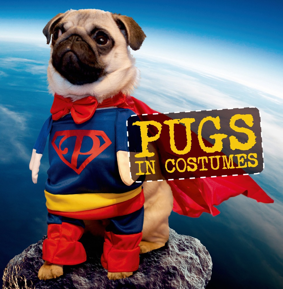 pugs in virginia pugs in costumes virginia woof macmillan pugs in virginia pugs in costumes virginia woof macmillan