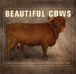 Beautiful Cows