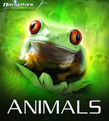Navigators: Animals